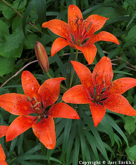 Lilium pensylvanicum, amurinlilja